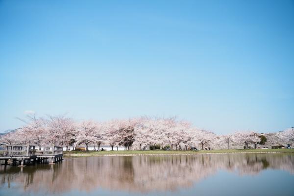 桜（赤穂城跡2023.04.01）