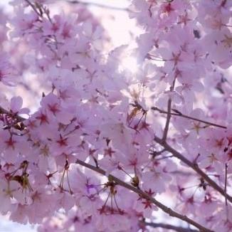 動画「たびする春の赤穂」を公開しています！
