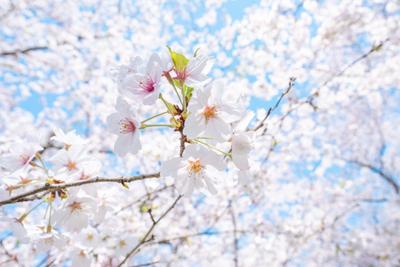 ˗ˏˋ 赤穂市内で桜が満開 ˎˊ˗